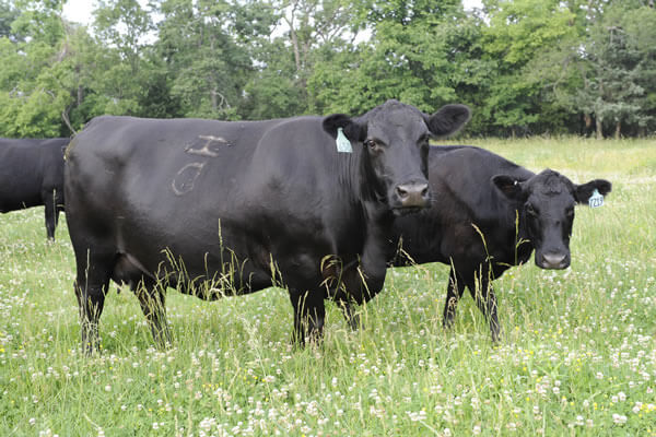 Pasture scene featuring Westwind Julia D J H 650